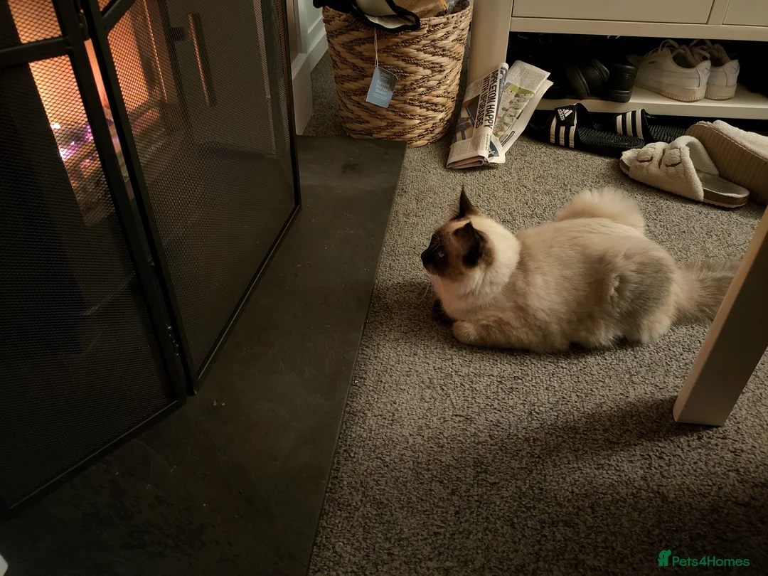 Mixed Breed cats for sale: Maine Coon x Ragdoll - Advert 3