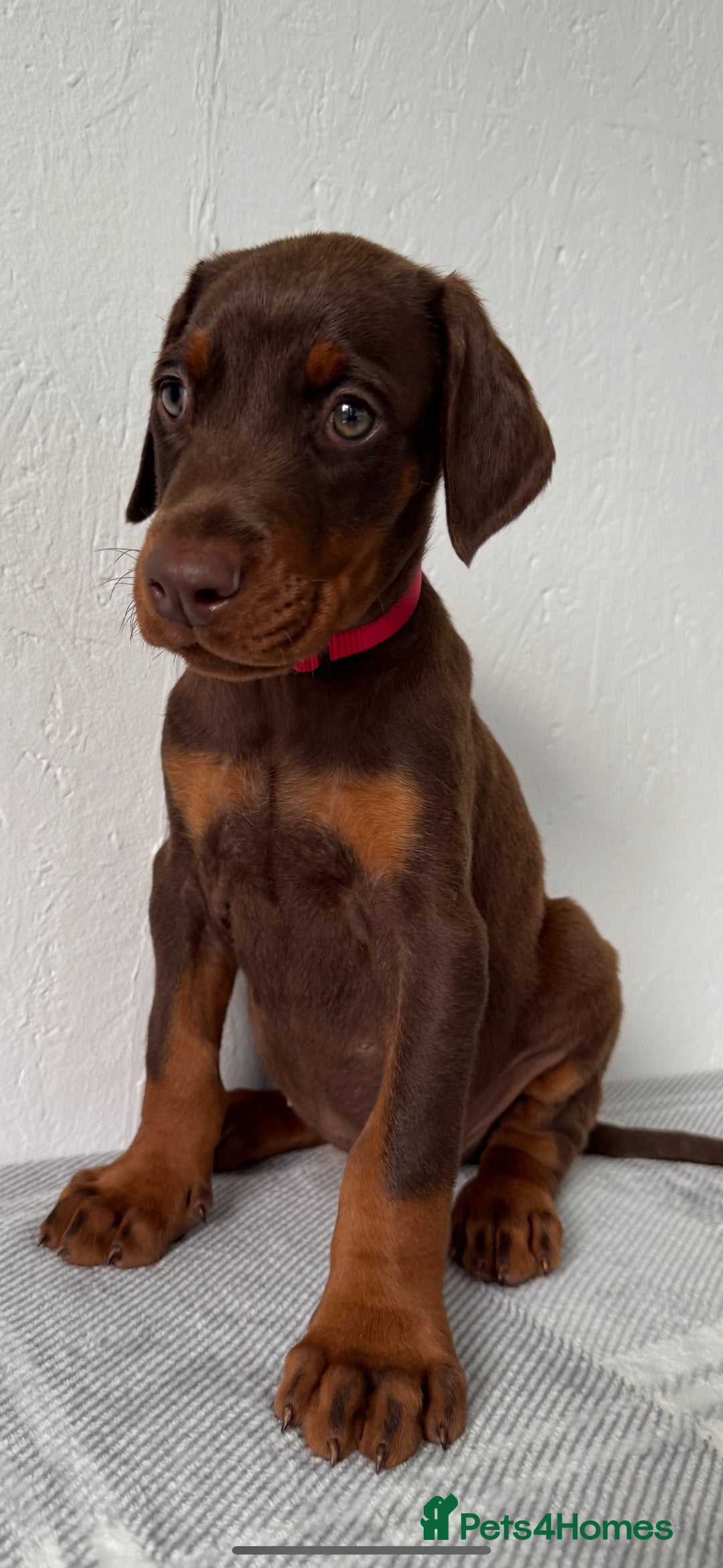 Dobermann dogs for sale: European Doberman Puppies - Champion Bloodline - Image 5