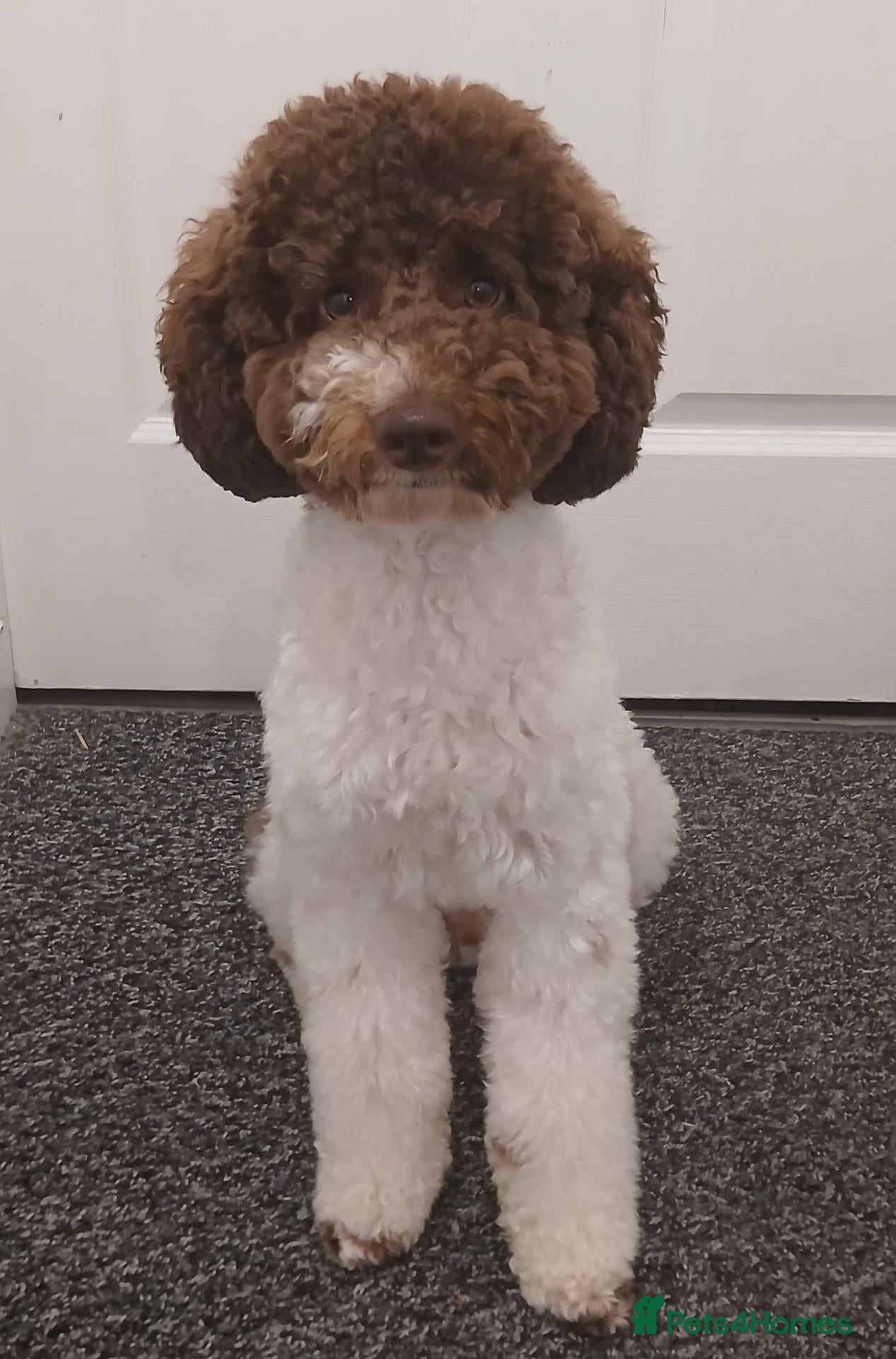 Toy Poodle dogs for stud: 🐩DNA Health Tested, Parti Toy Poodle🐩 - Advert 8