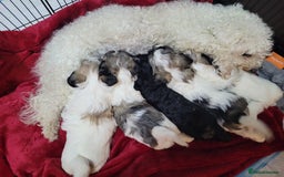 Mixed Breed dogs for sale: 🐶 Adorable La-Chon Puppies-Ready 1st December 🐶 - Advert 1