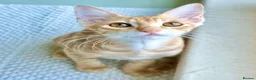 Arabian Mau cats for adoption: Two Male Rescue Kittens for Adoption Together in Carshalton - Advert 9