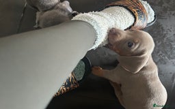 Miniature Dachshund dogs for sale:  Beautiful cute Miniatures dachshund  in Liverpool - Image 9