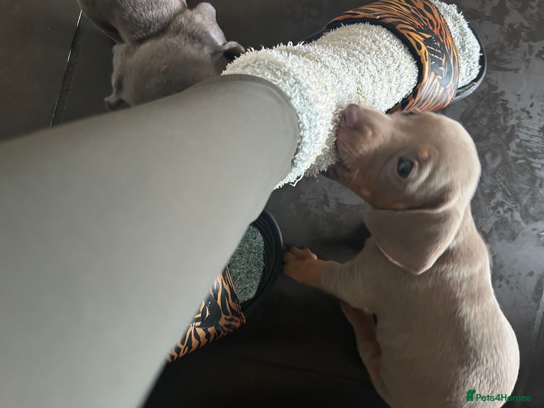 Miniature Dachshund dogs for sale:  Beautiful cute Miniatures dachshund  in Liverpool - Image 9