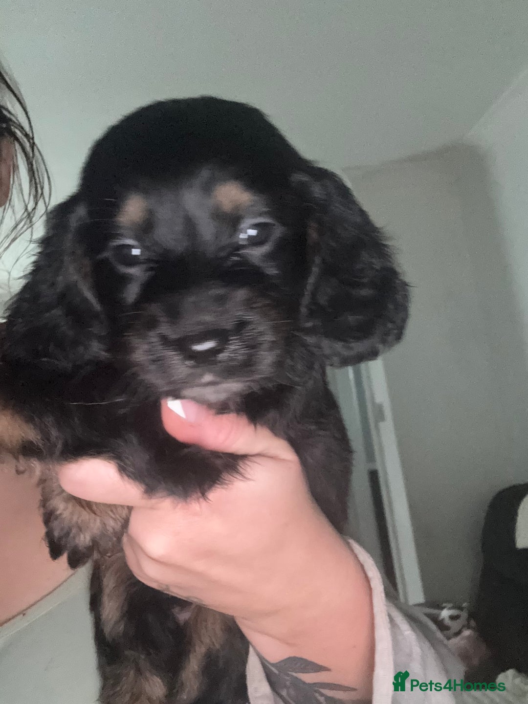 Cocker Spaniel dogs for sale: Beautiful cocker spaniels  - Image 3