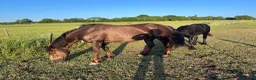 New Forest horses for sale: Willow, 13.2 liver chestnut  - Advert 2