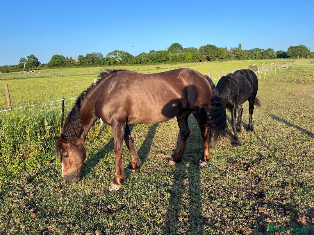 New Forest horses for sale: Willow, 13.2 liver chestnut  - Advert 2