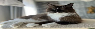 Zyla