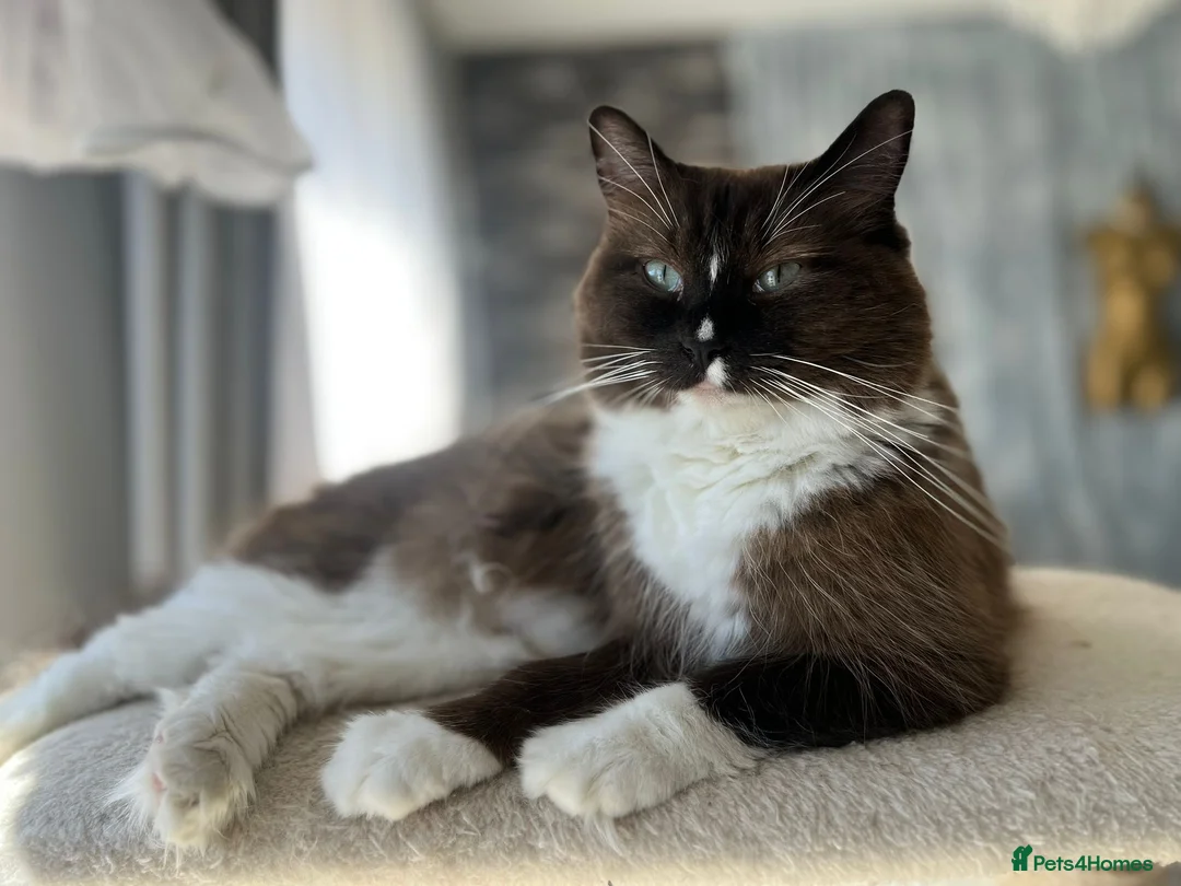 Ragdoll cats for sale: TICA reg. Mink Ragdoll Girl 3 Years Old - Advert 2