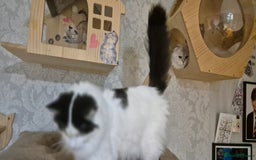 Scottish Fold cats for sale: 2 Purebred girls for rehoming - Image 10