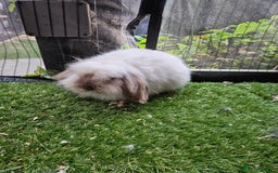Mini Lion Lop rabbits for sale: Mini lion lop baby rabbits seal point chocolate in Durham - Image 1
