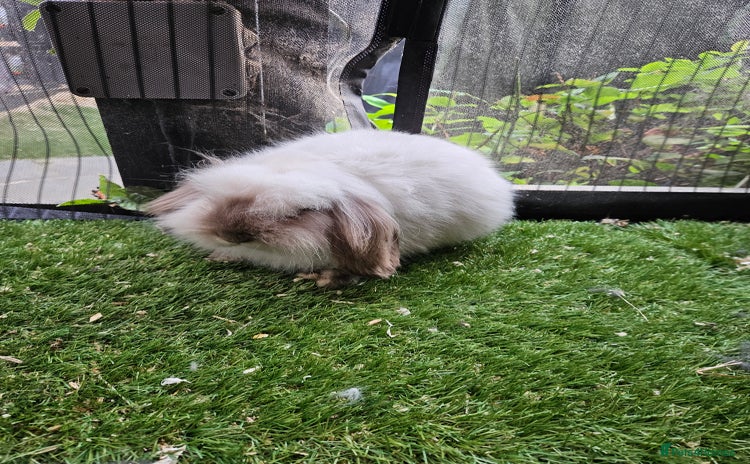 Mini Lion Lop rabbits in Durham - Advert 10