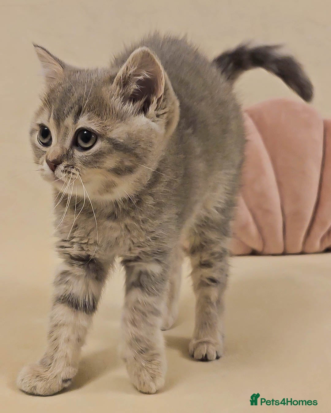 British Shorthair cats for sale: Adorable Kittens Ready For New Home - Advert 20