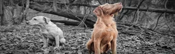 Mixed Breed dogs for sale: ALL REHOMED Vizslador Puppies  - Advert 20