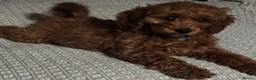 Cavapoo dogs for sale: Stunning Fox Red Cavapoo Puppies Available Now - Advert 6