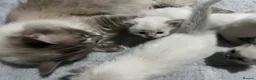 Ragdoll cats for sale: Purebred Ragdoll kittens - boys only - Ready Now! - Advert 3