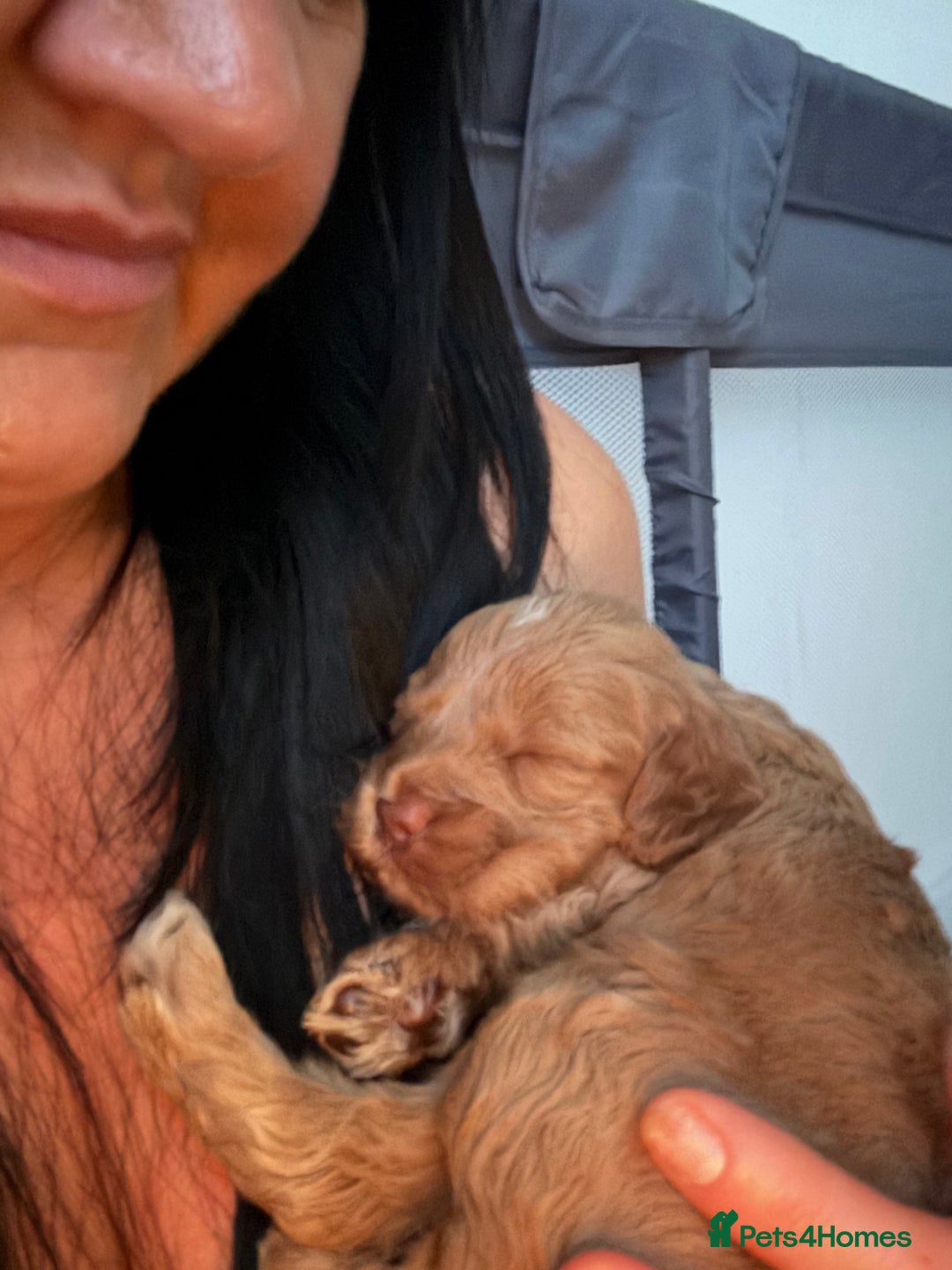 Cockapoo dogs for sale: Stunning babies ready for new homes - Advert 12