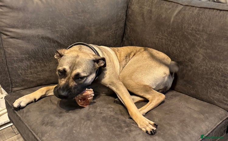 Presa Canario dogs - Advert 1