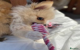 Pomeranian dogs for sale: Beautiful Russian bloodline Pomeranian puppies - Image 32
