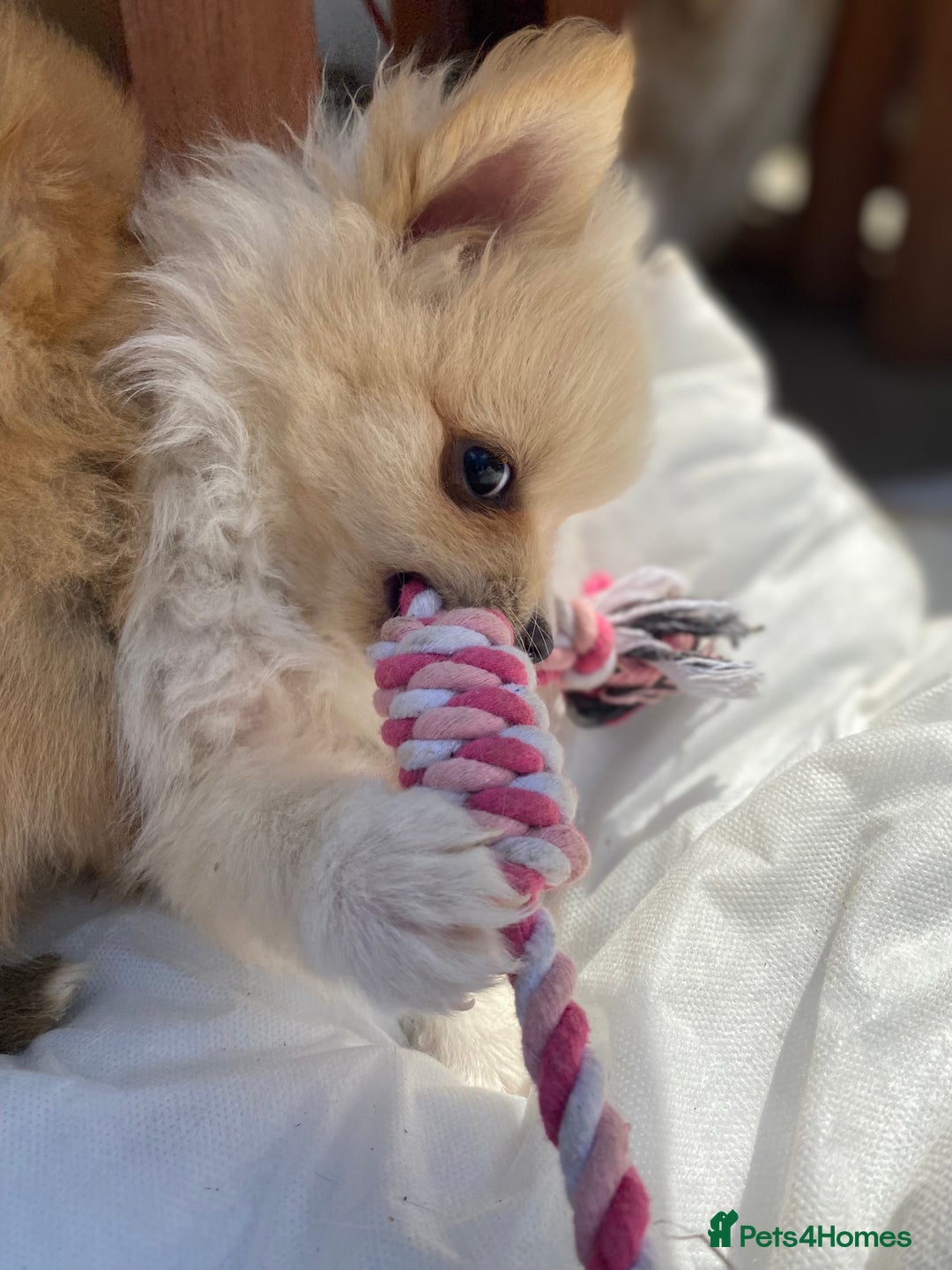 Pomeranian dogs for sale: Beautiful Russian bloodline Pomeranian puppies - Image 32