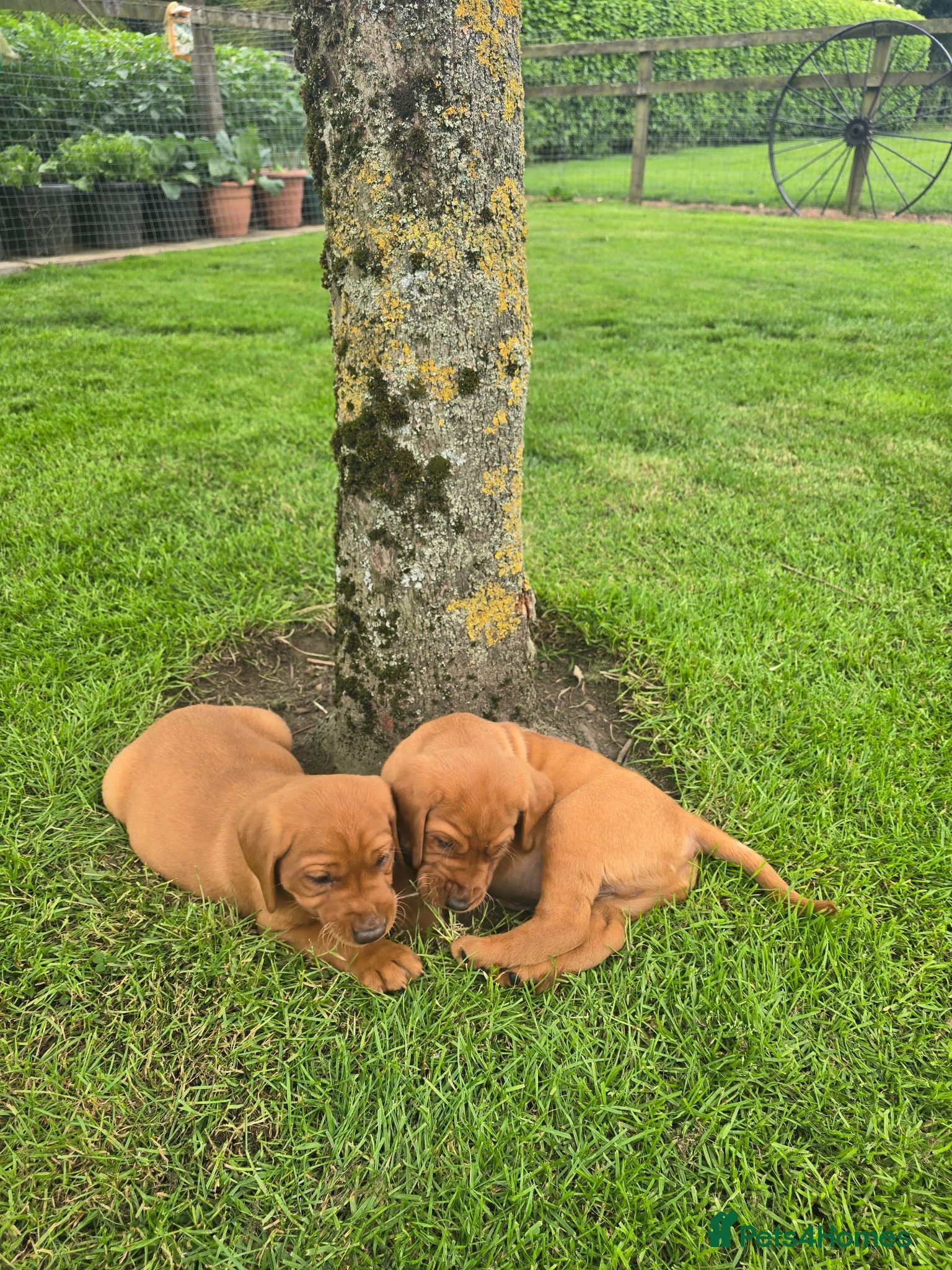 Labrador Retriever dogs Viewings now available Beautiful Fox Red Lab Pups - Advert 2