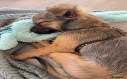 Chihuahua dogs for sale: URGENT Female long haired chihuahua mix puppy - Image 1