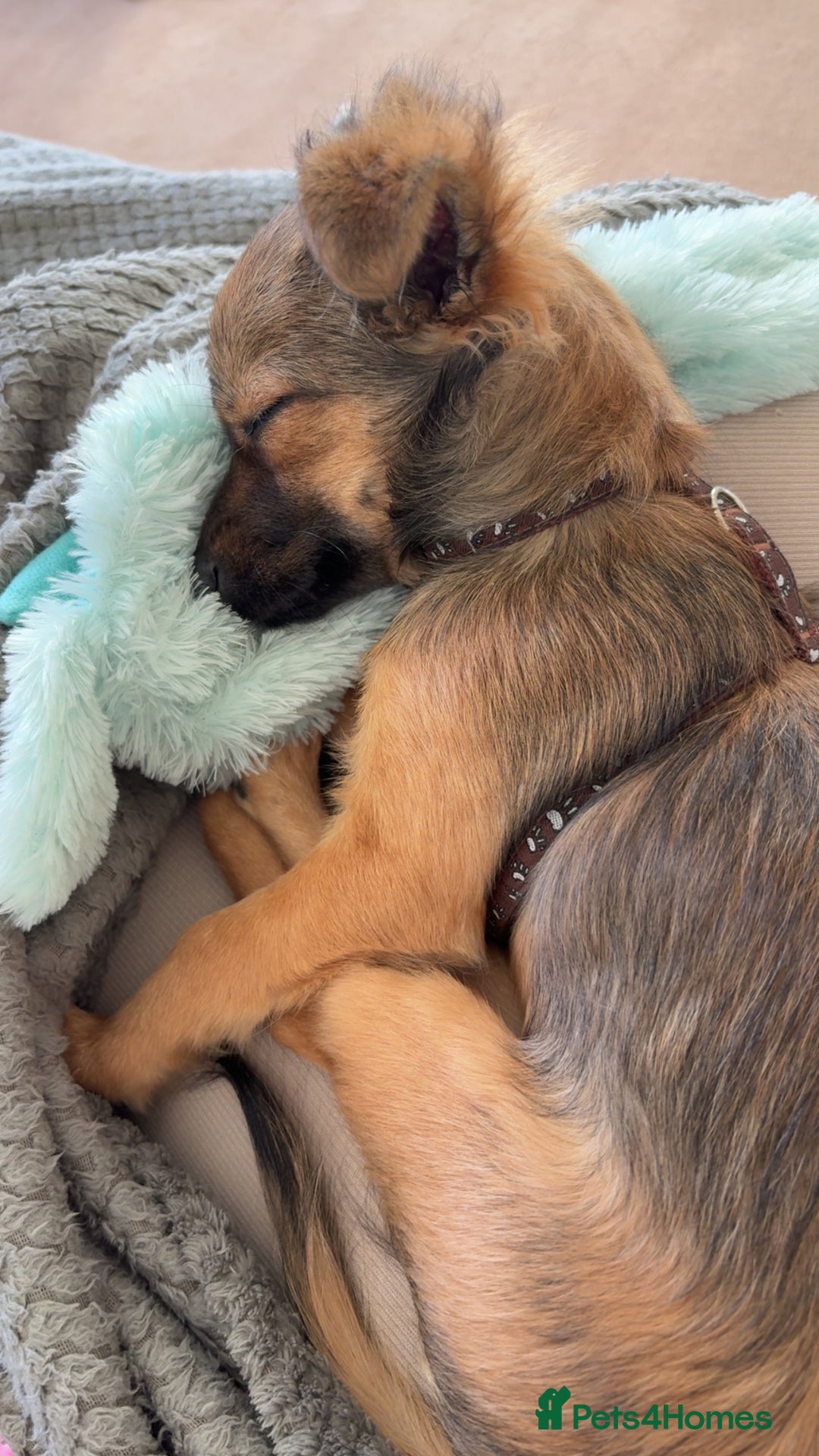 Chihuahua dogs for sale: URGENT Female long haired chihuahua mix puppy - Image 1