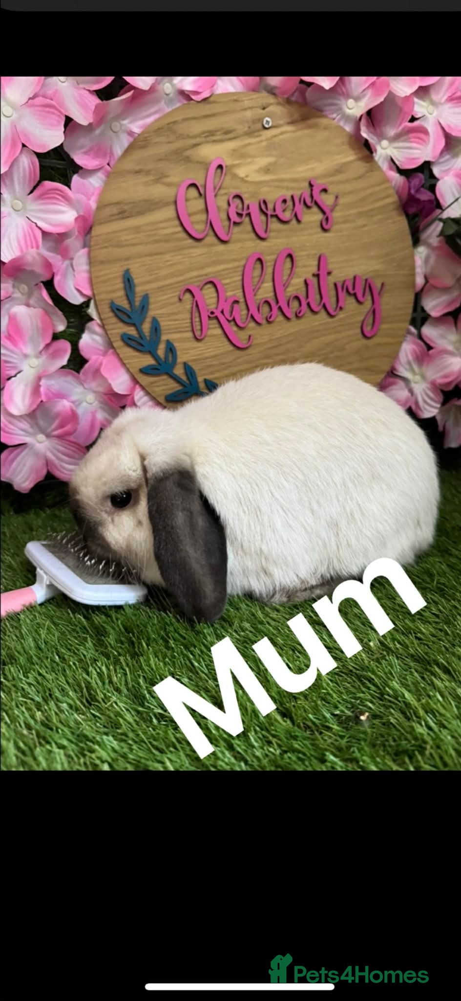 Mini Lop rabbits Pedigree Mini Lops - Advert 15