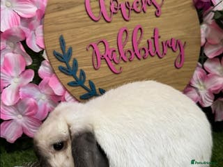 Mini Lop rabbits Pedigree Mini Lops - Advert 15
