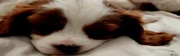 Cavalier King Charles Spaniel dogs for sale: Beautiful Blenheim Cavalier King Charles Spaniels! - Advert 8