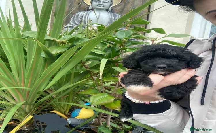 Shihpoo dogs - Advert 15