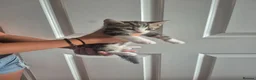 Mixed Breed cats for sale: 3 MALE KITTENS AVAILABLE NOW - Advert 6