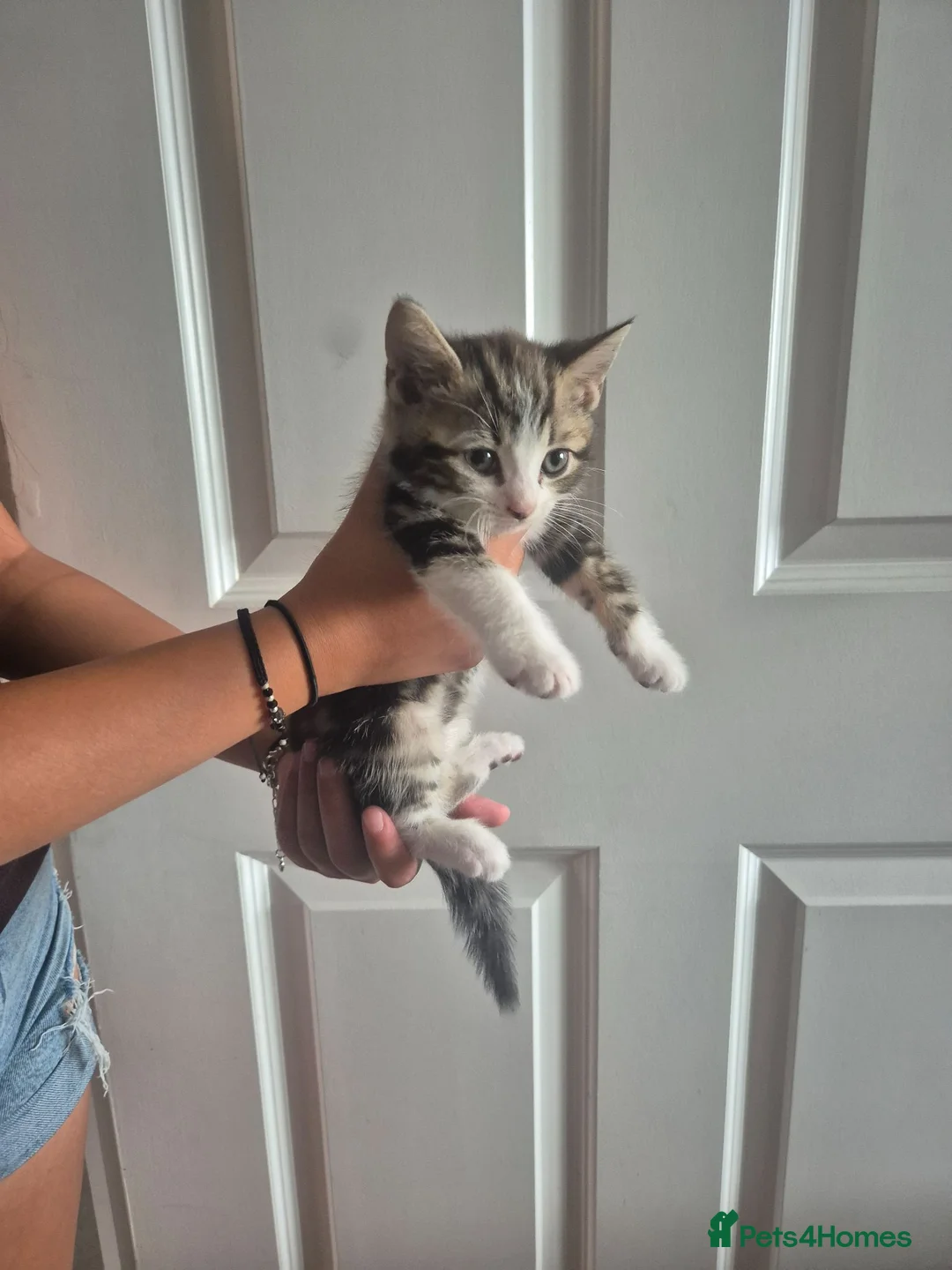 Mixed Breed cats for sale: 3 MALE KITTENS AVAILABLE NOW - Advert 6
