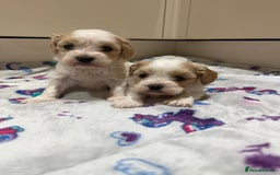 Cavalier King Charles Spaniel dogs for sale: Beautiful Cavalier Cross Maltese Puppies  - Advert 16