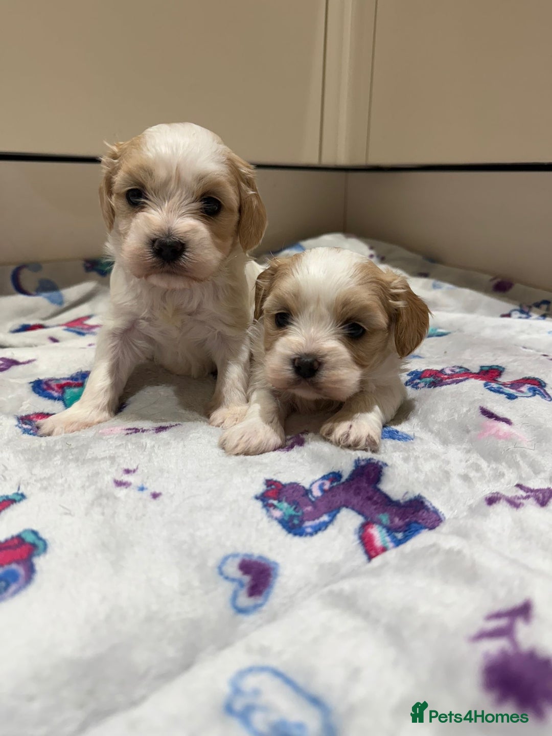 Cavalier King Charles Spaniel dogs for sale: Beautiful Cavalier Cross Maltese Puppies  - Advert 16
