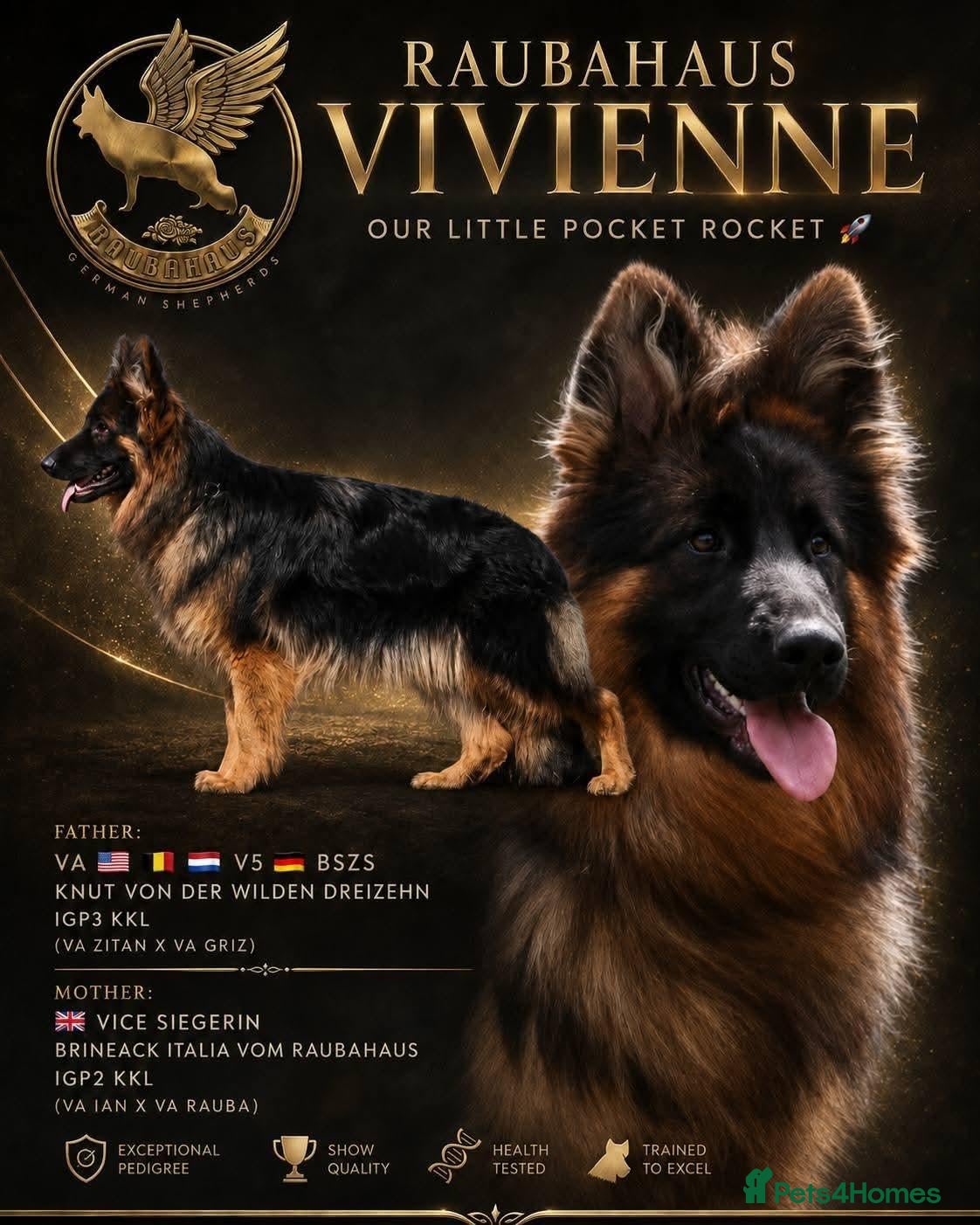German Shepherd dogs 1 year old super long coat female  - Advert 1