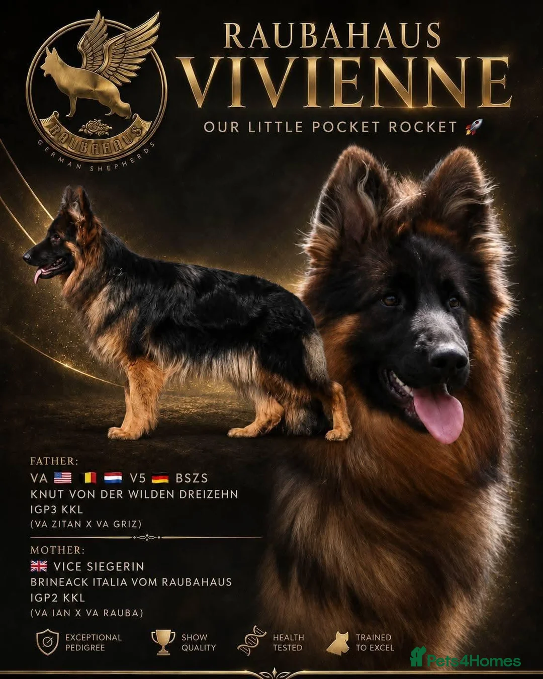 German Shepherd dogs for sale: 1 year old super long coat female  - Advert 1