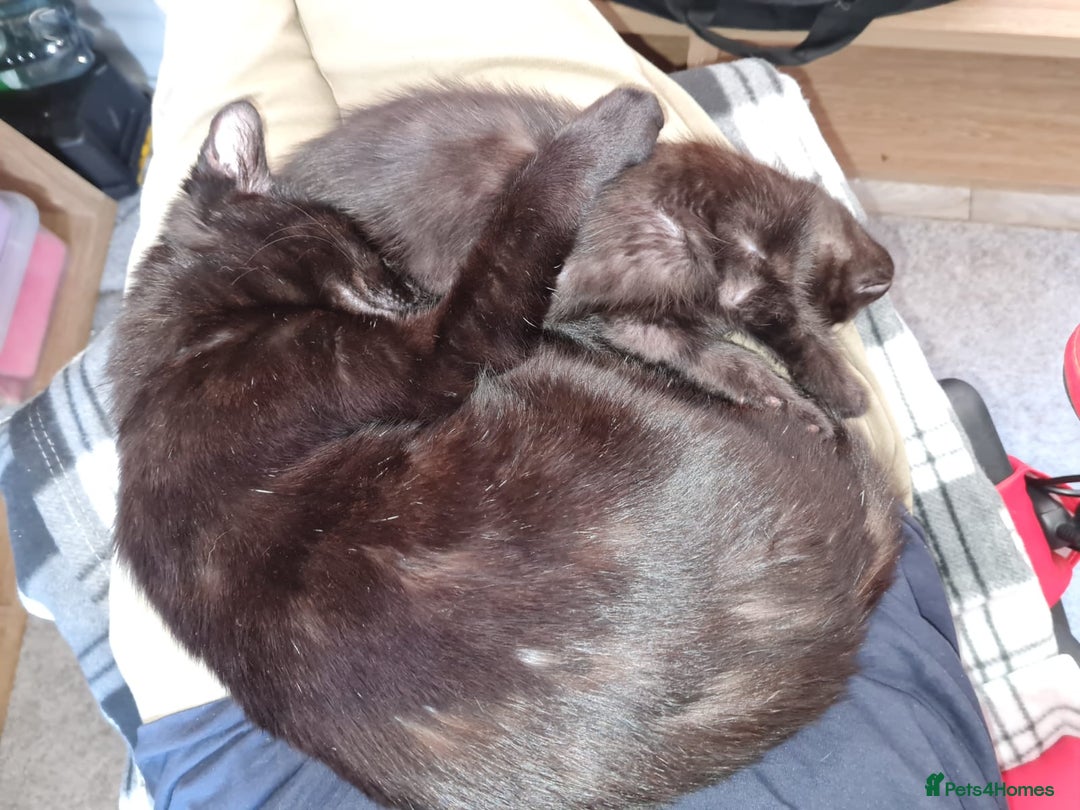Mixed Breed cats for sale: 6 lovely devils are urgently looking for a human - Image 9