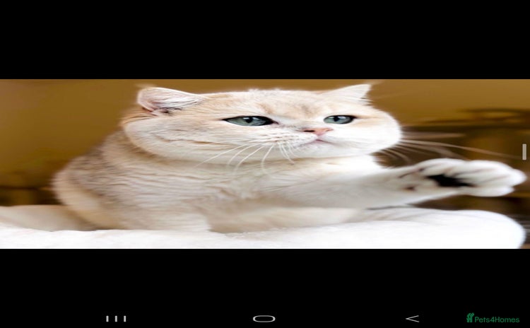 British Shorthair cats - Advert 1
