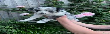 Border Collie Puppy 6