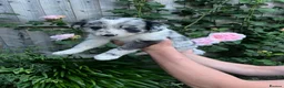 Border Collie dogs for sale: Border collie puppies - Advert 11