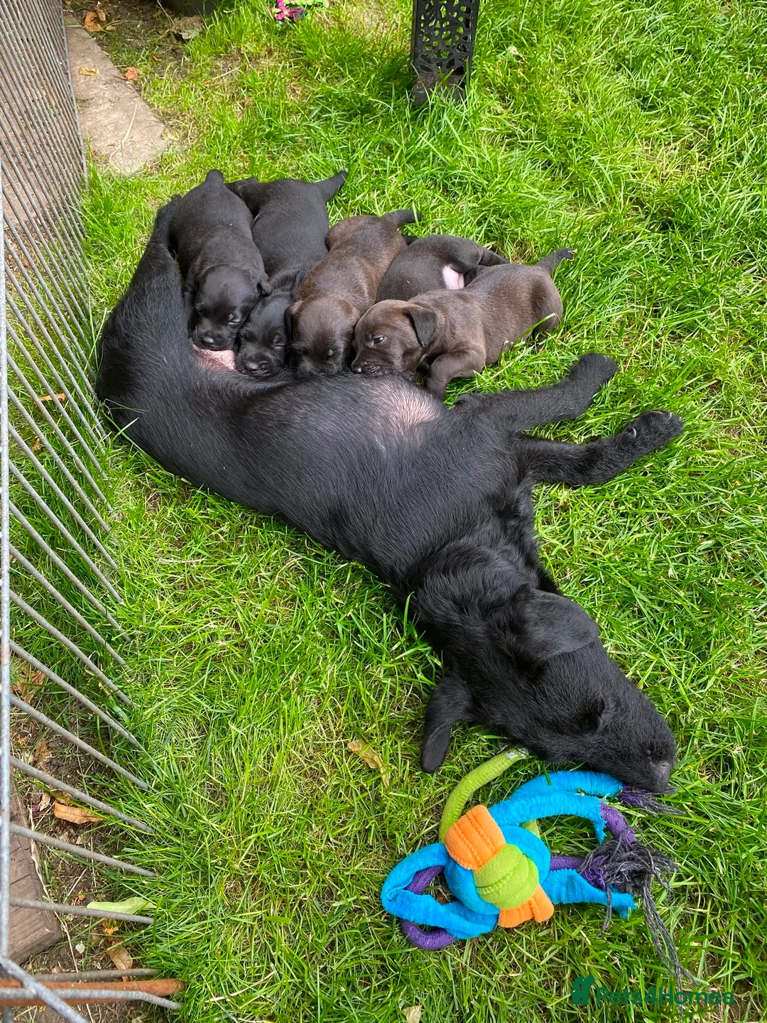 Patterjack dogs for sale: Patterjack  - Advert 2