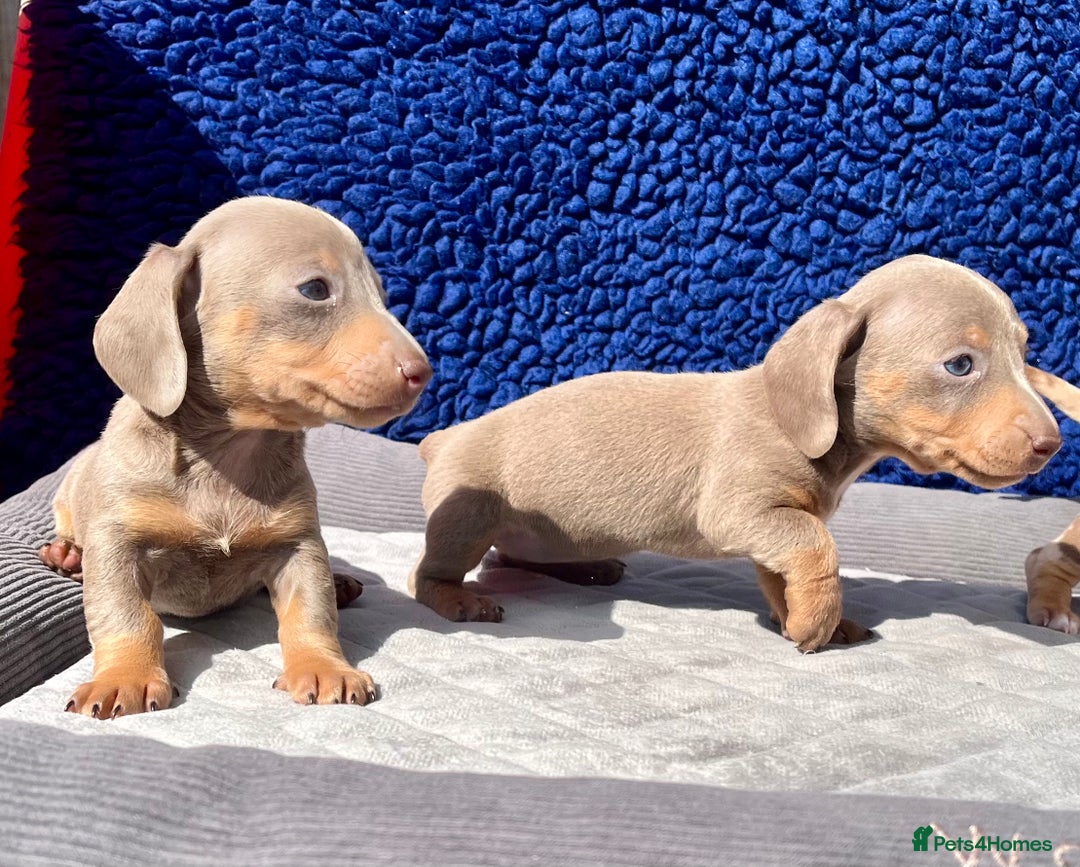 Miniature Dachshund dogs for sale: STUNNING RAINBOW MIX MINI DAXI KC REG PRA CLR - Image 7