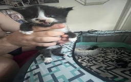 Turkish Angora cats for sale: Turkish angora kittens  - Image 3