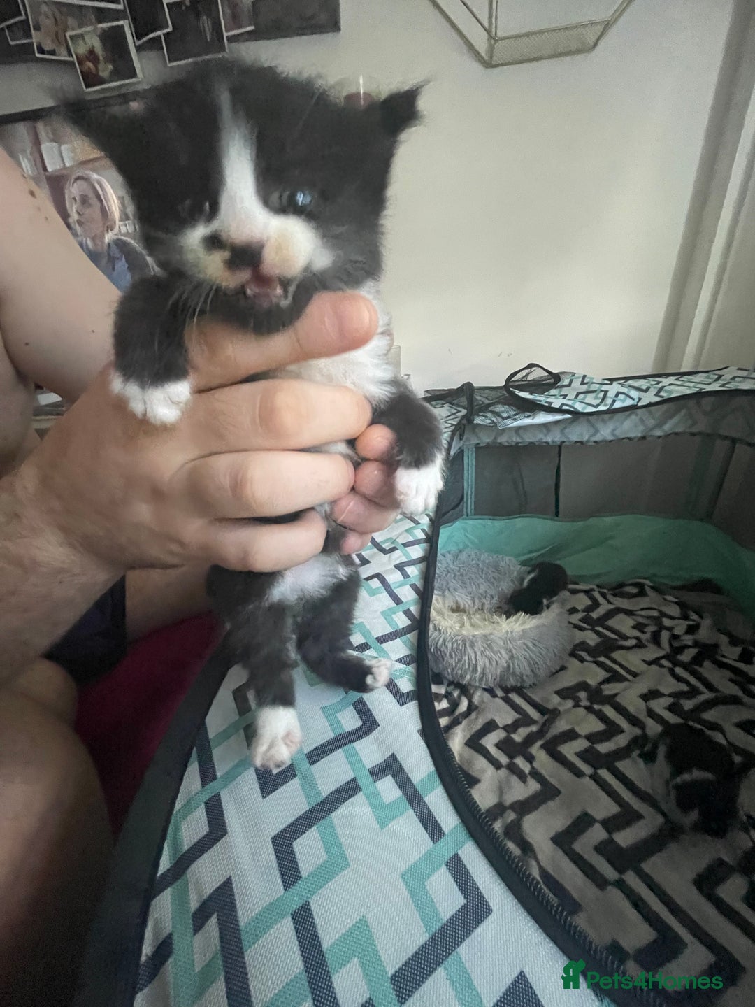Turkish Angora cats for sale: Turkish angora kittens  - Image 3