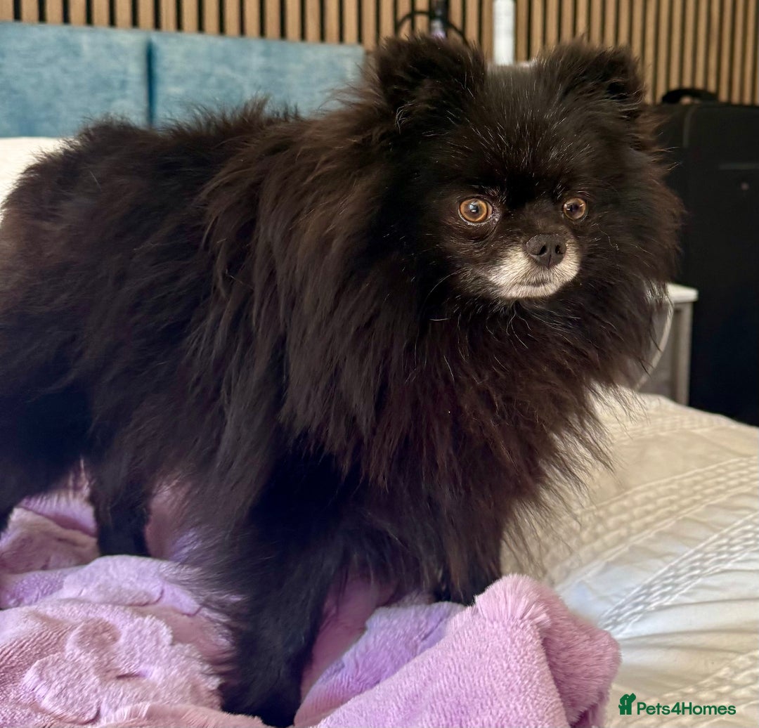 Pomeranian dogs for adoption: Nike – Torn From the Edge of Death - Image 5