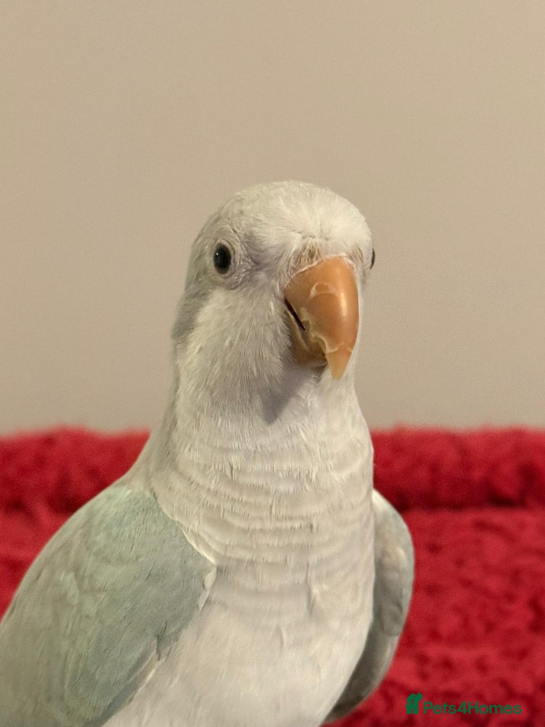 Parrots birds for sale: Light blue female quaker parrot - Advert 4