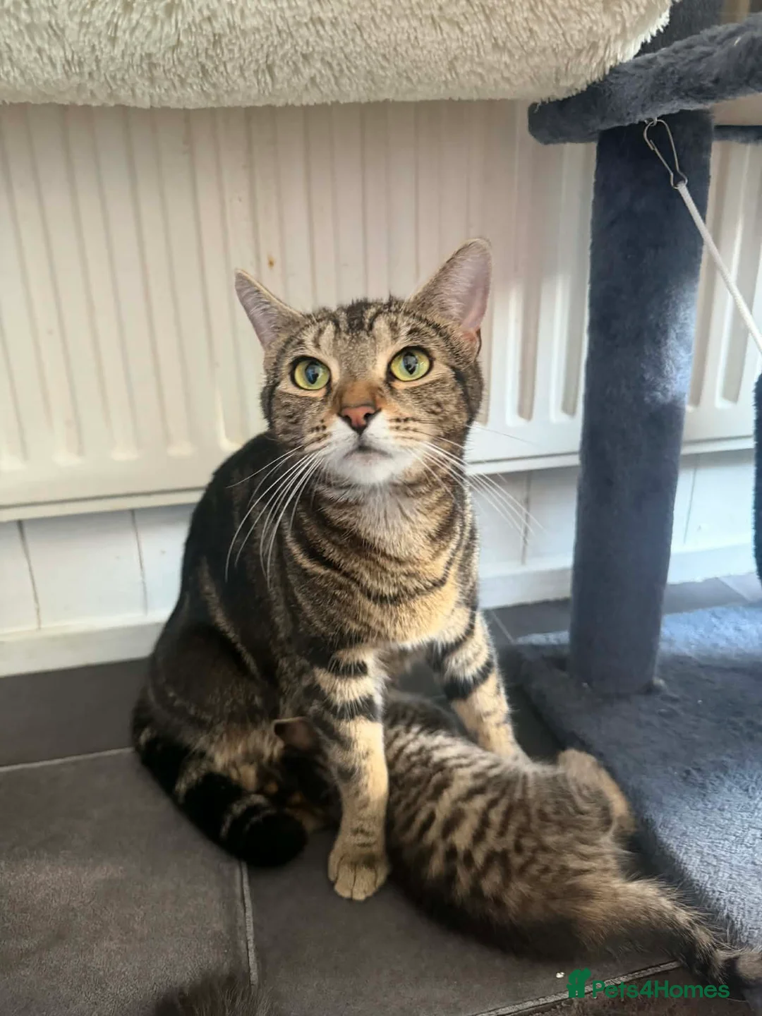 Bengal cats for sale: Beautiful kittens 🐈‍⬛  - Advert 8