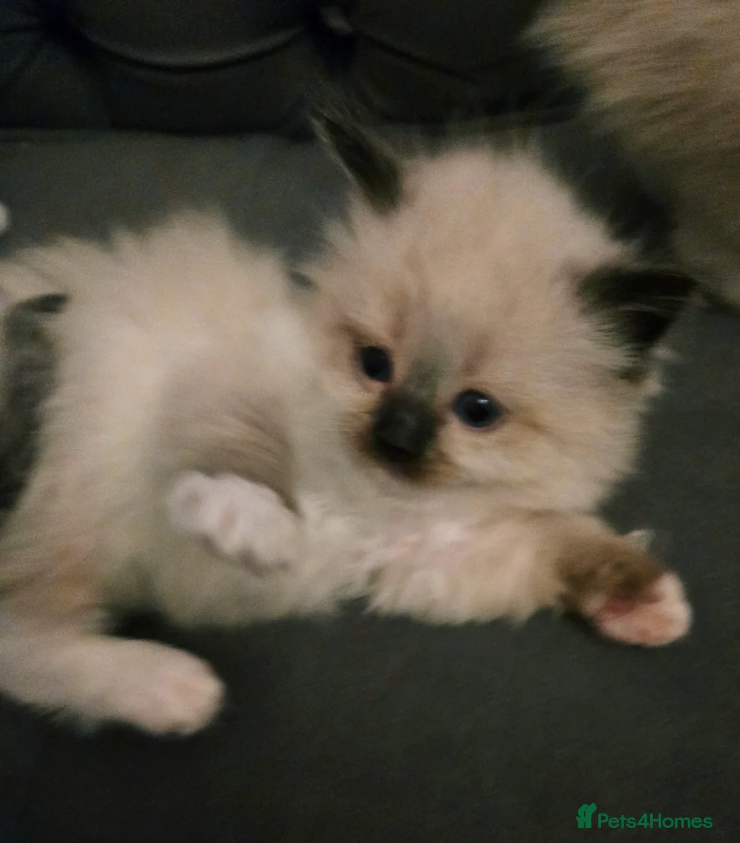 Ragdoll cats for sale: Seven gorgeous purebred ragdoll mitted kittens  - Advert 29
