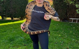 Boa Snake reptiles for sale: Boa comstrictor  - Image 2