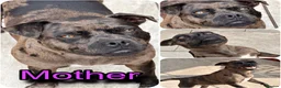 Staffordshire Bull Terrier dogs for sale: 🐾KC REGISTERED STAFFORDSHIRE BULL TERRIER  🐾 - Advert 7